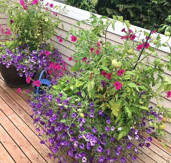 Tomato and flower pots